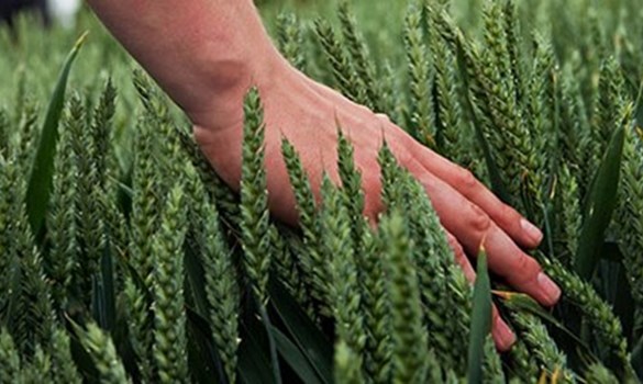 a hand holding a bunch of green vegetables